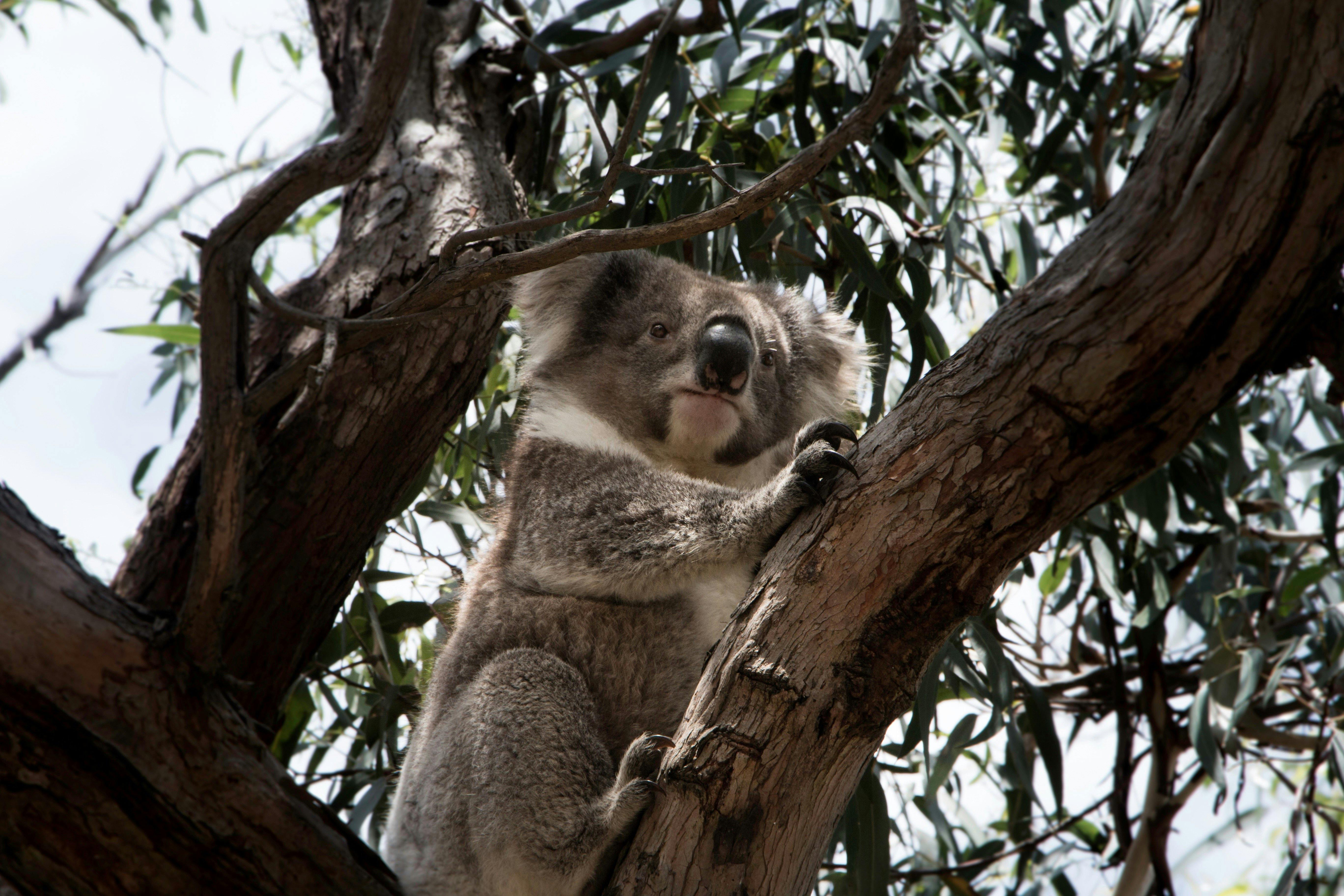 koala