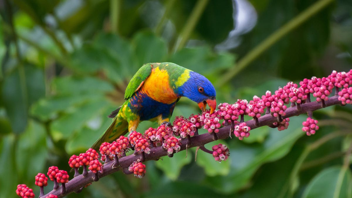 Rainbow lorikeet