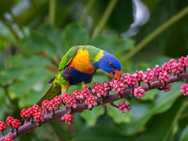 Rainbow lorikeet