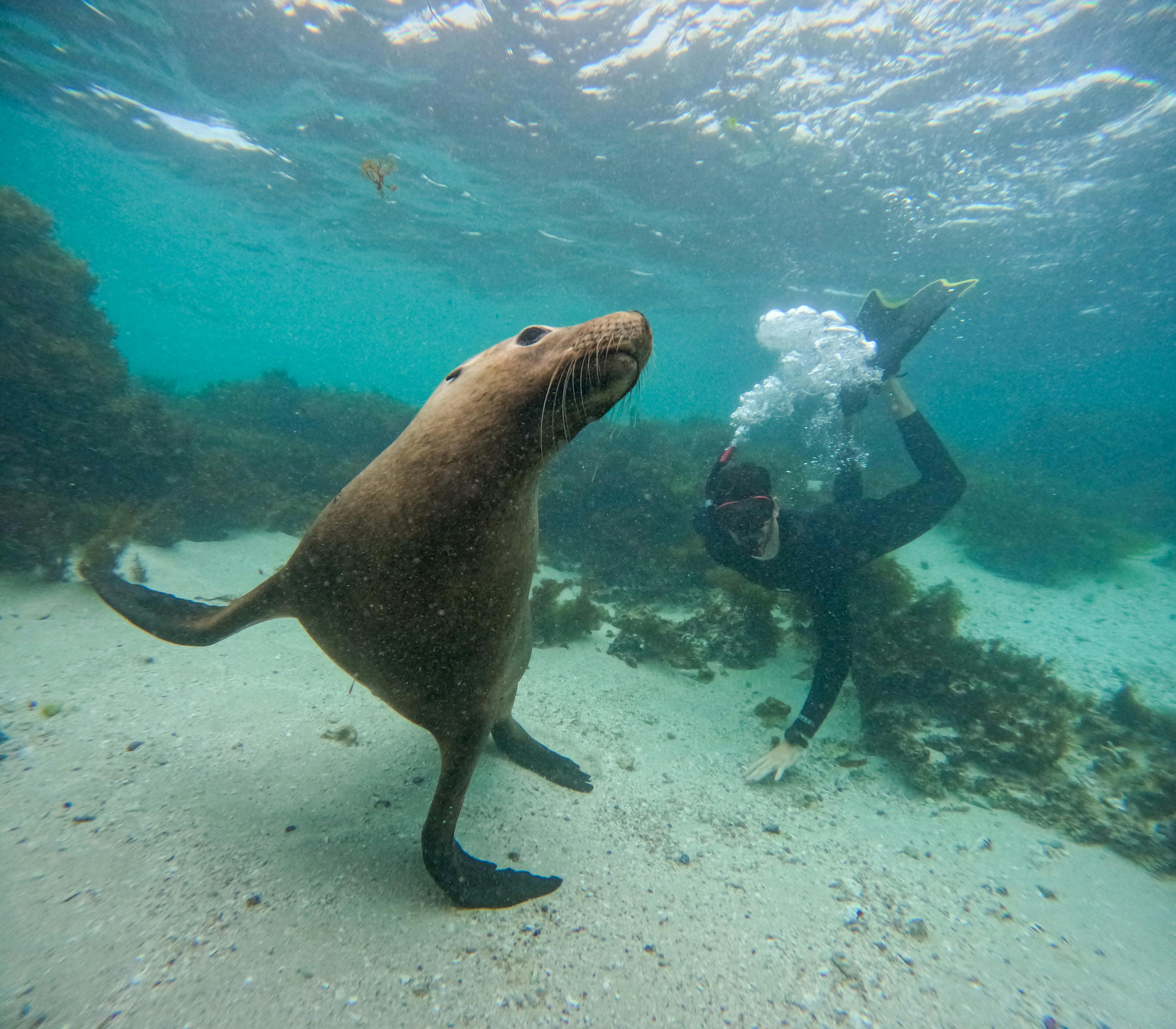swim with sea lions jurien bay wa