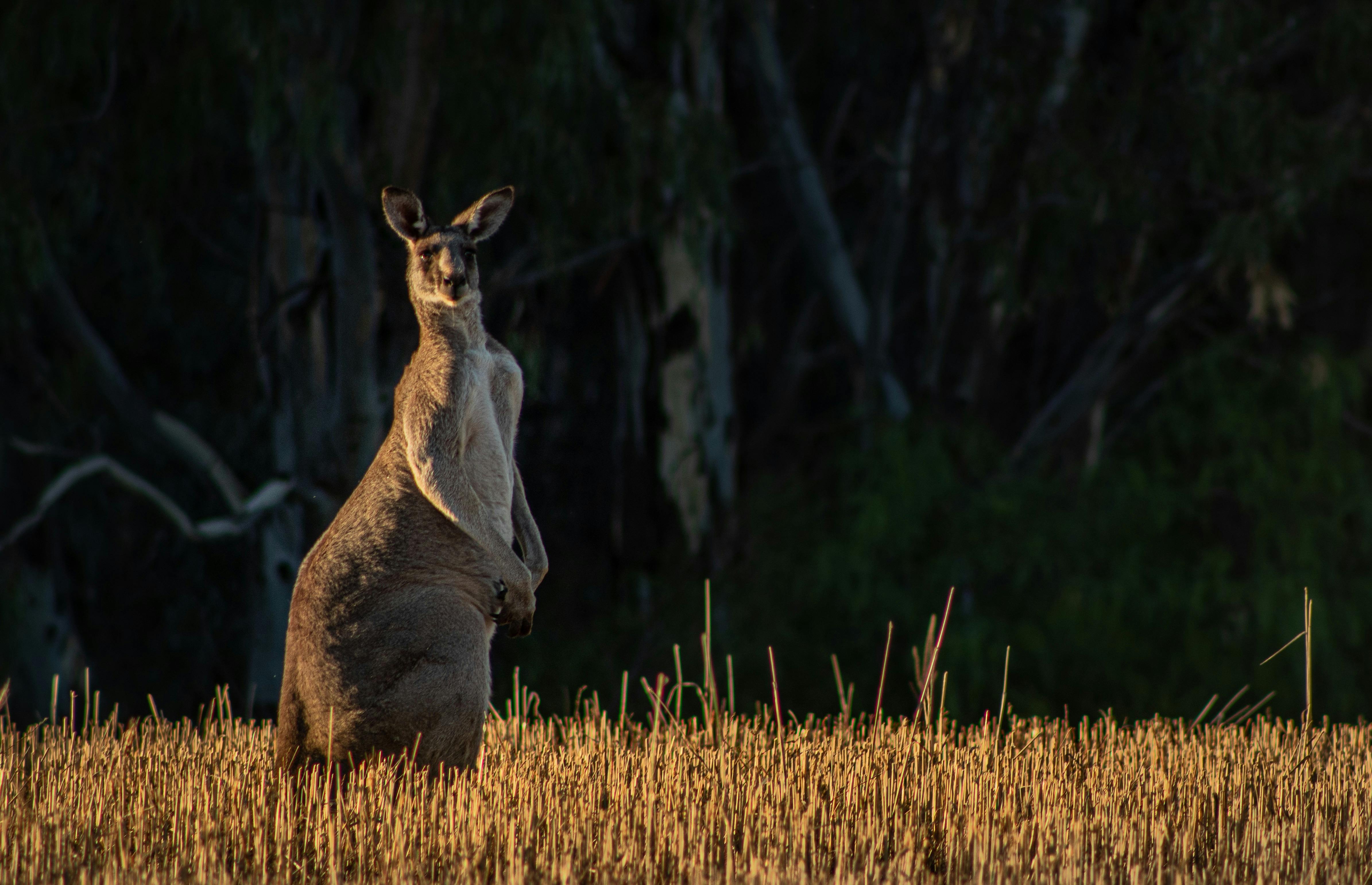 a kangaroo standing in a field