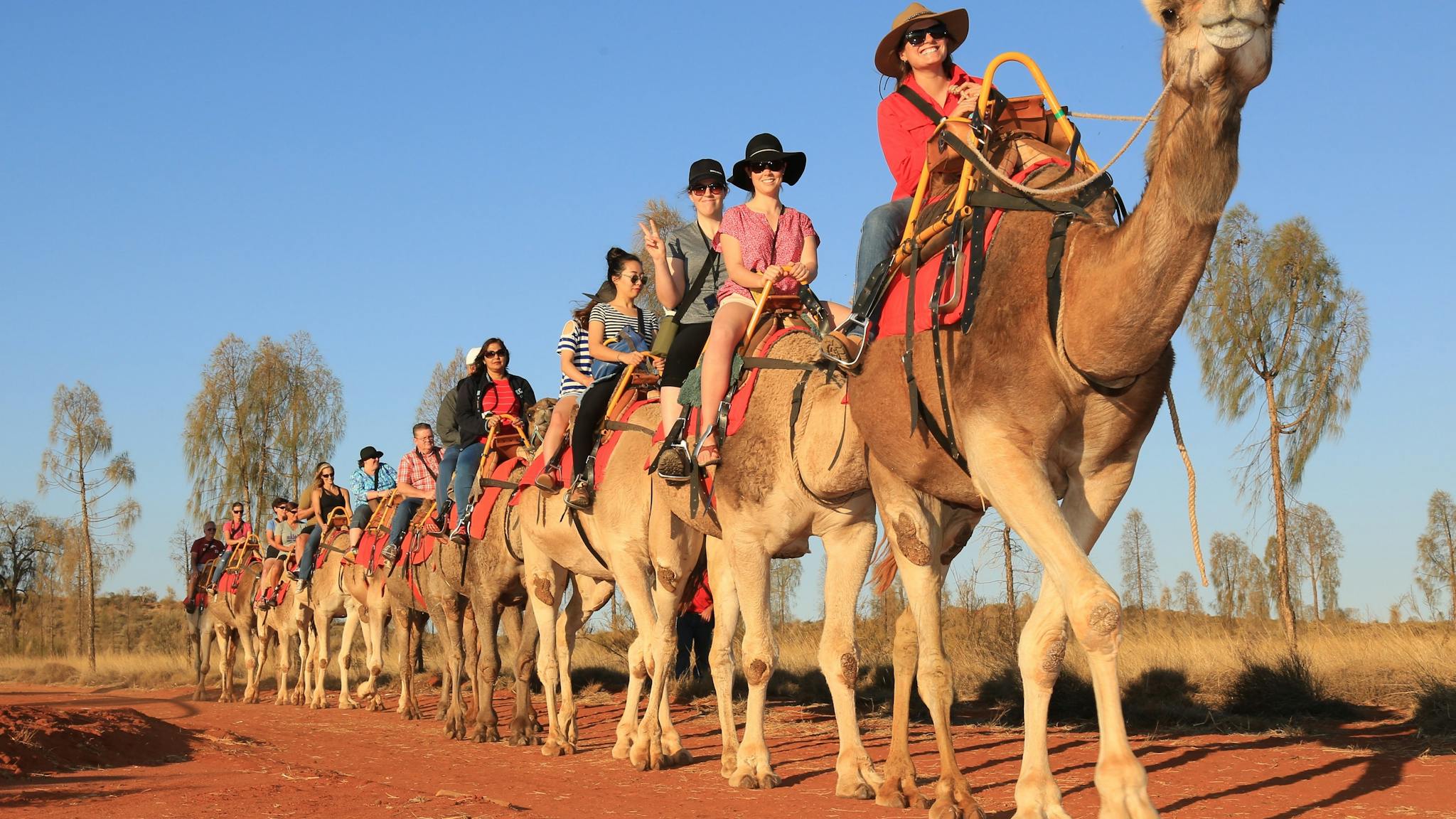 Express camel experience