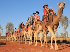 Express camel experience