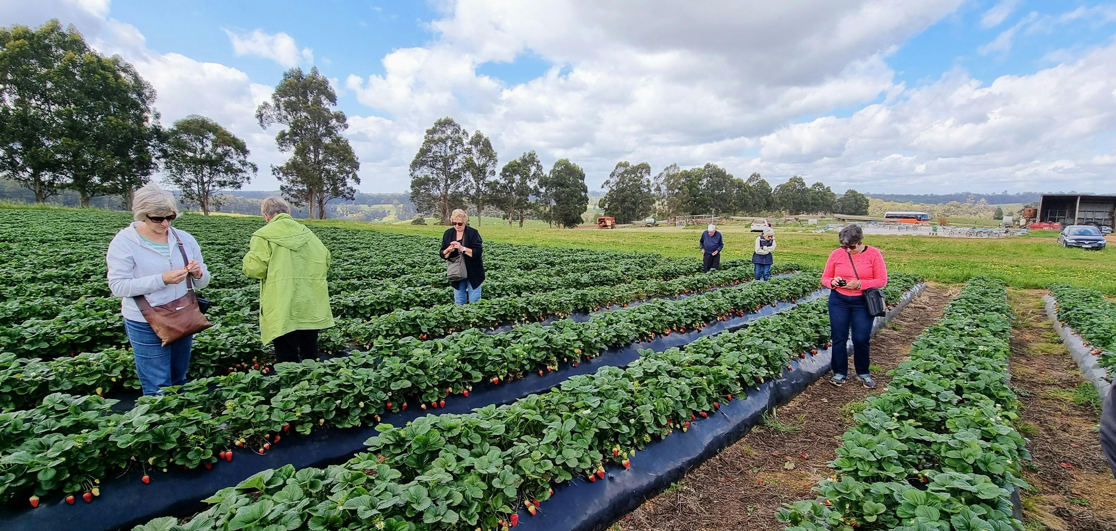 A group picking and eating strawberries