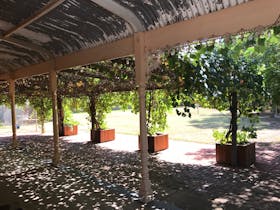 Summer under the pergola