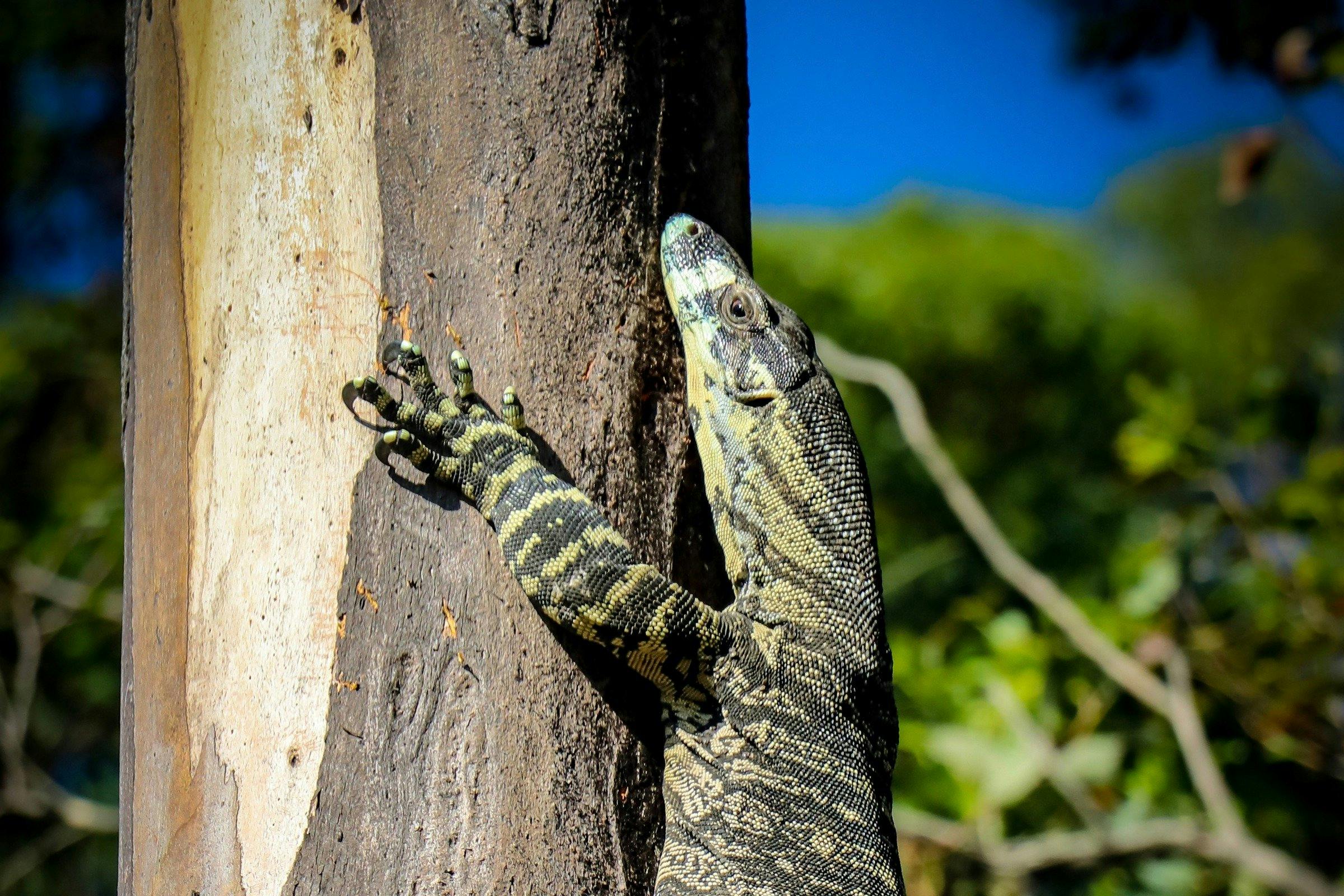 Wildlife at Heaton State Forest
