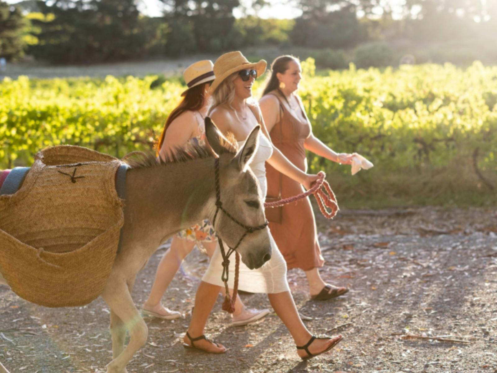 Girls walking with Winsome the donkey in a vineyard on a summers day..