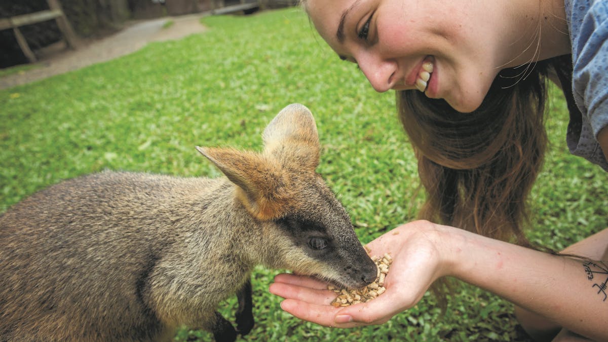 Wallaby Feeding Hartley's Crocodile Adventures
