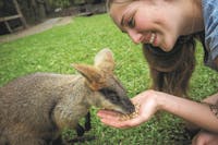 Wallaby Feeding Hartley's Crocodile Adventures