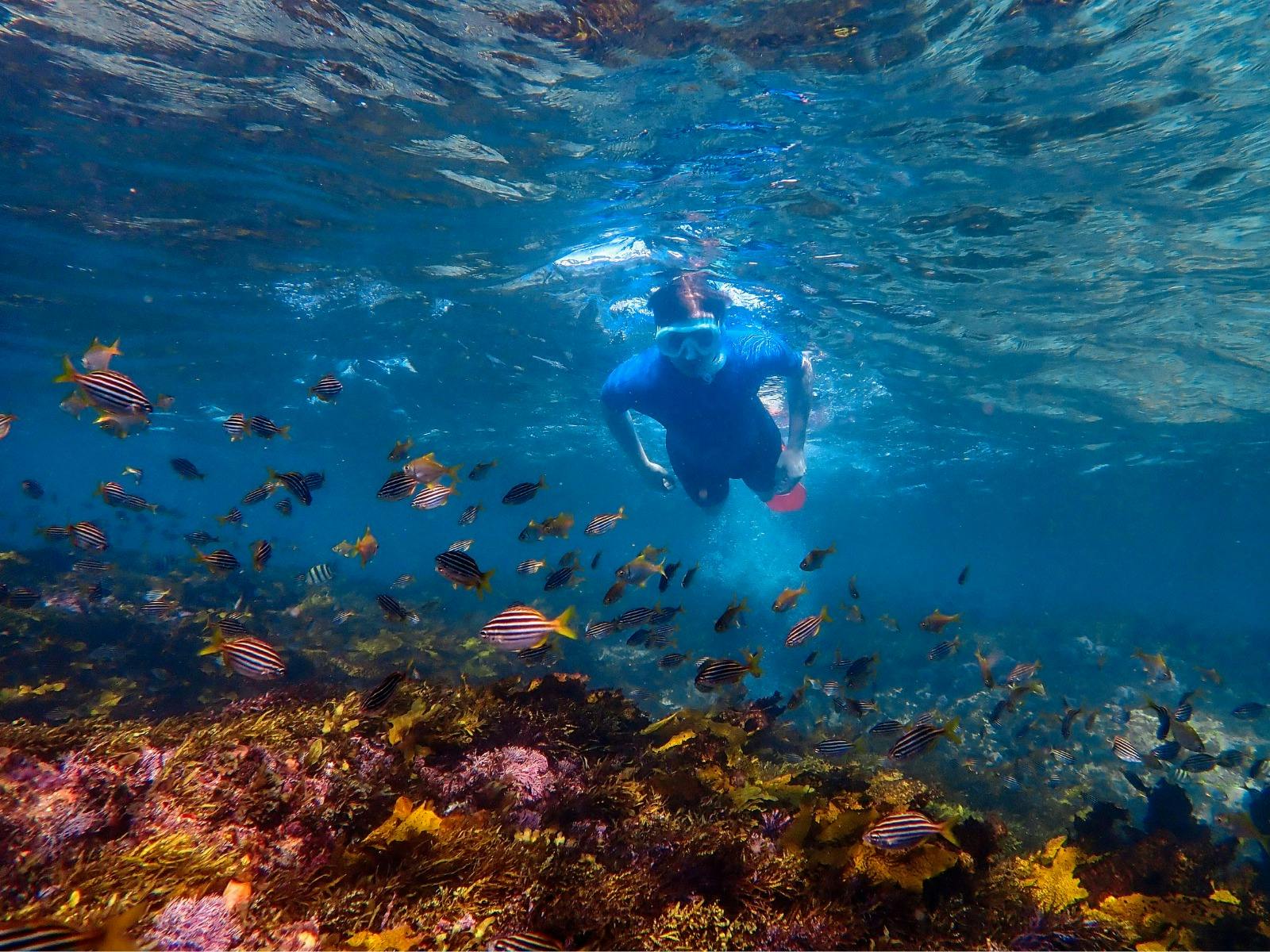 Snorkeller swimming over a reef, observing marine life in clear water