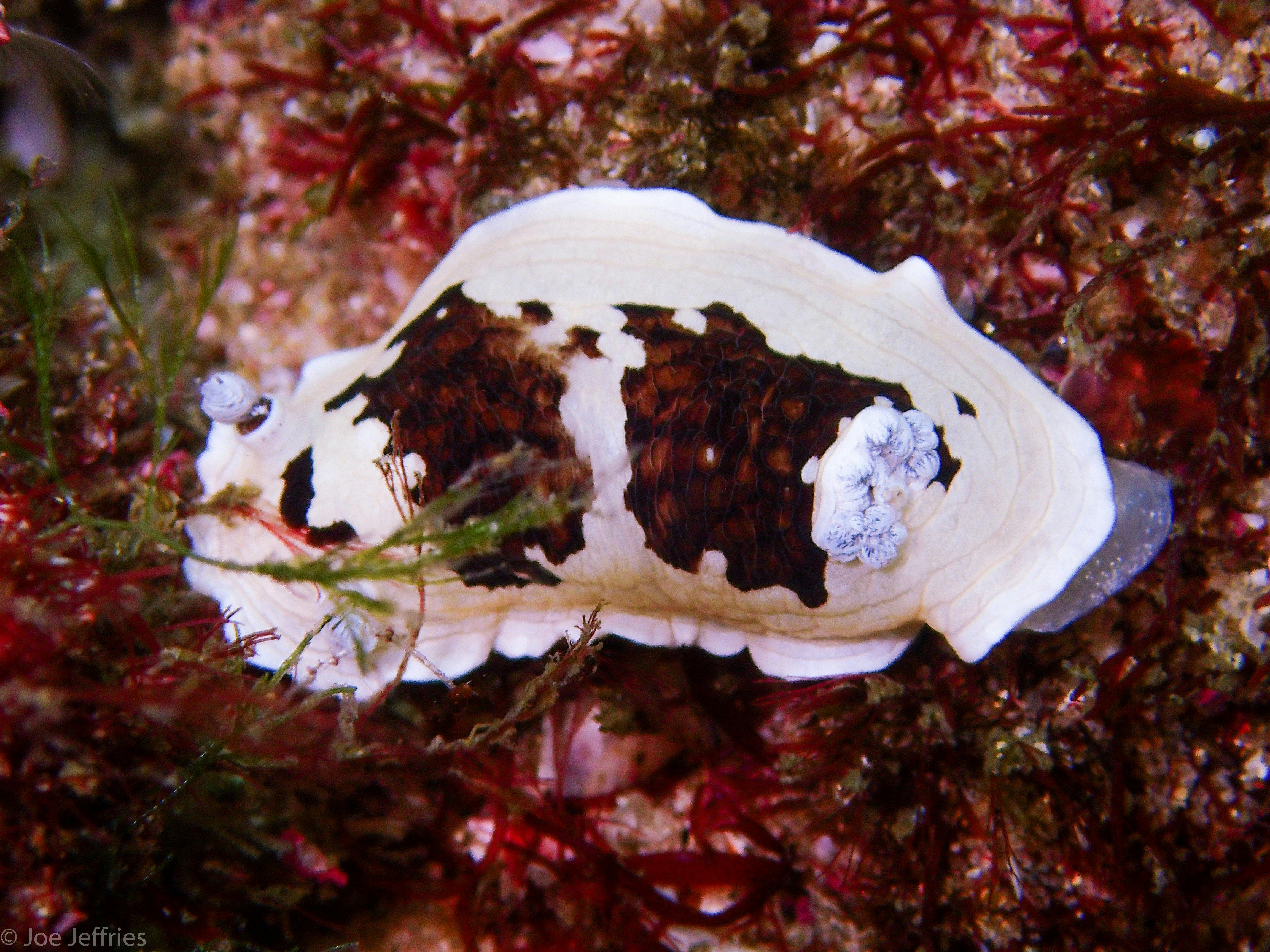 Nudibranch at Forster