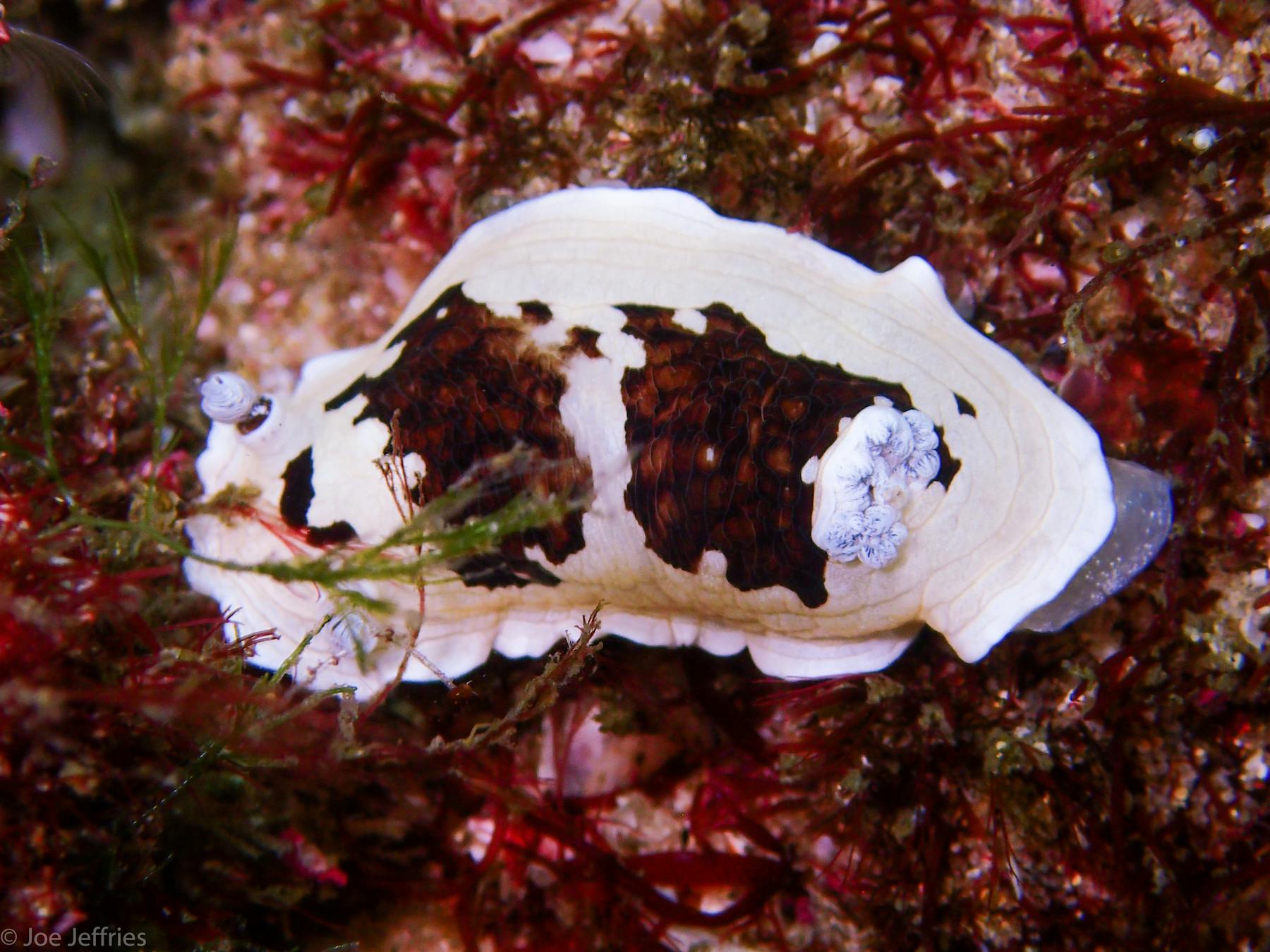 Nudibranch at Forster