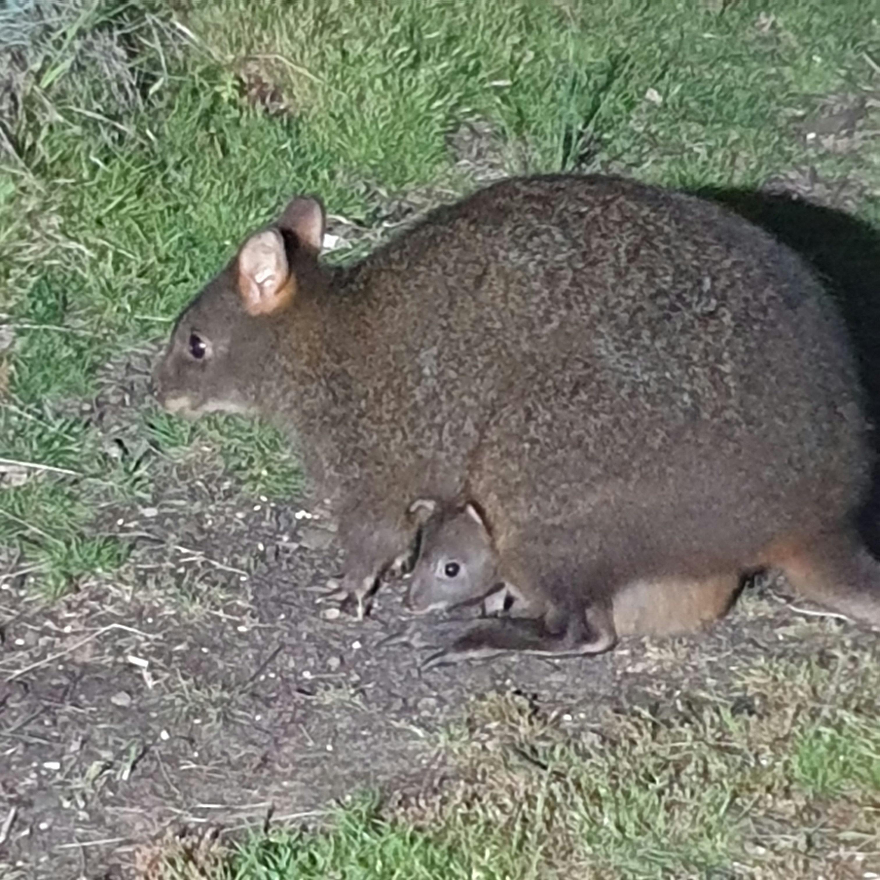 Wallaby and Joey grazing in Huon Belle Homestead garden