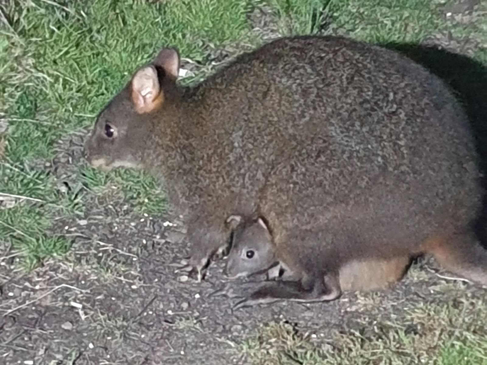 Wallaby and Joey grazing in Huon Belle Homestead garden