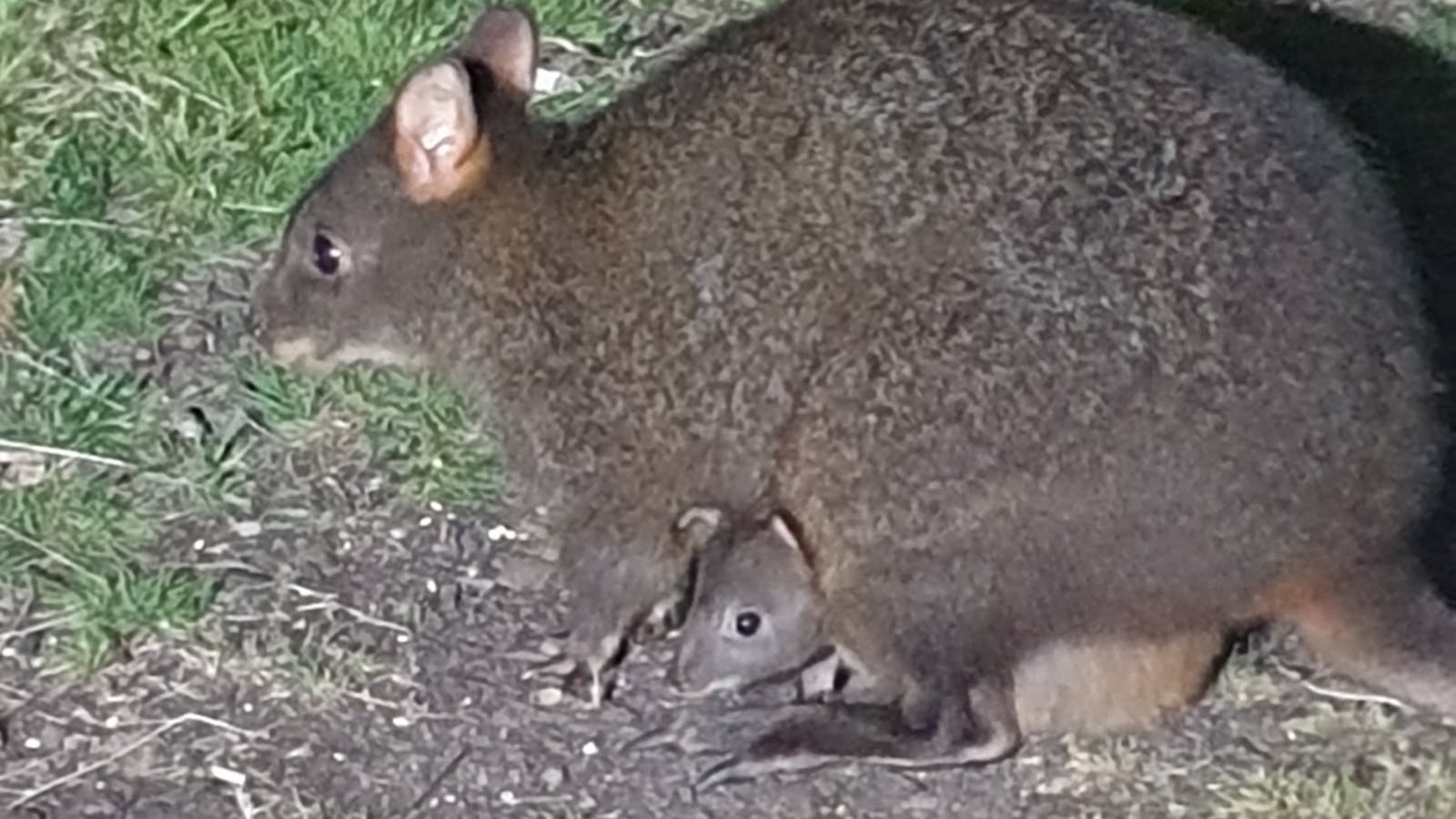 Huon Belle Homestead Wallaby and Joey