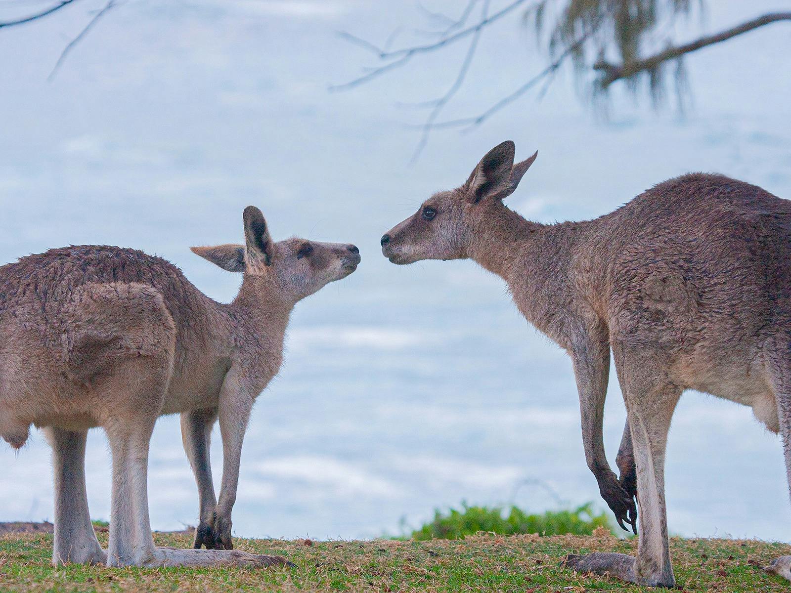 Grey Kangaroo on the Gorge Walk