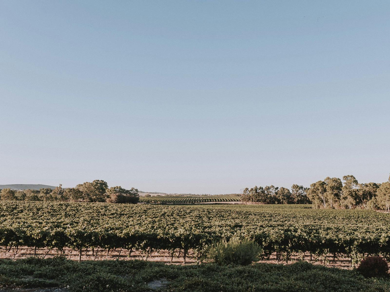 Weddings at Pikes Wines Clare Valley Wedding Venue