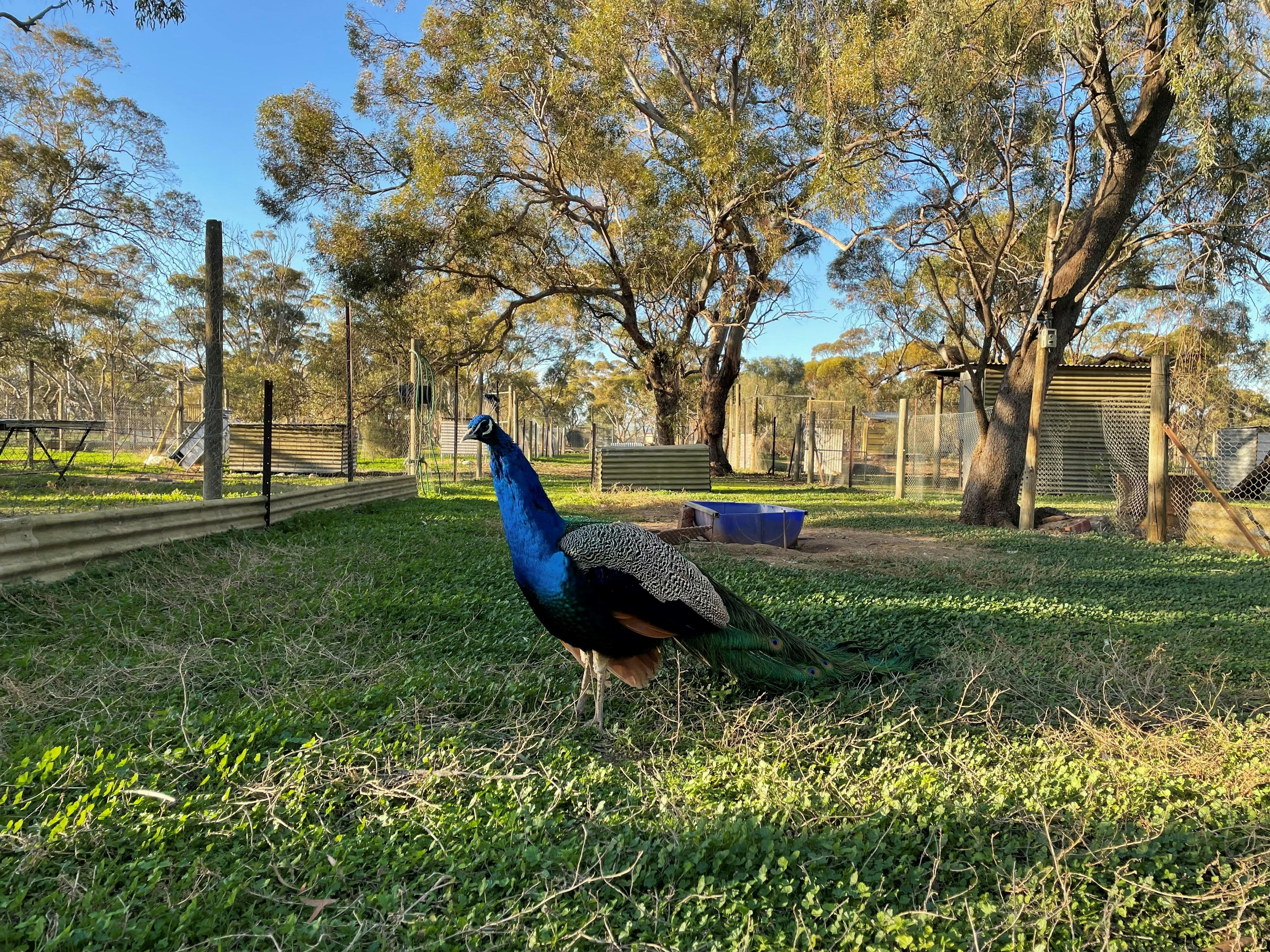Bute Fauna Park