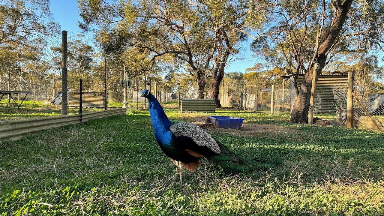 Bute Fauna Park