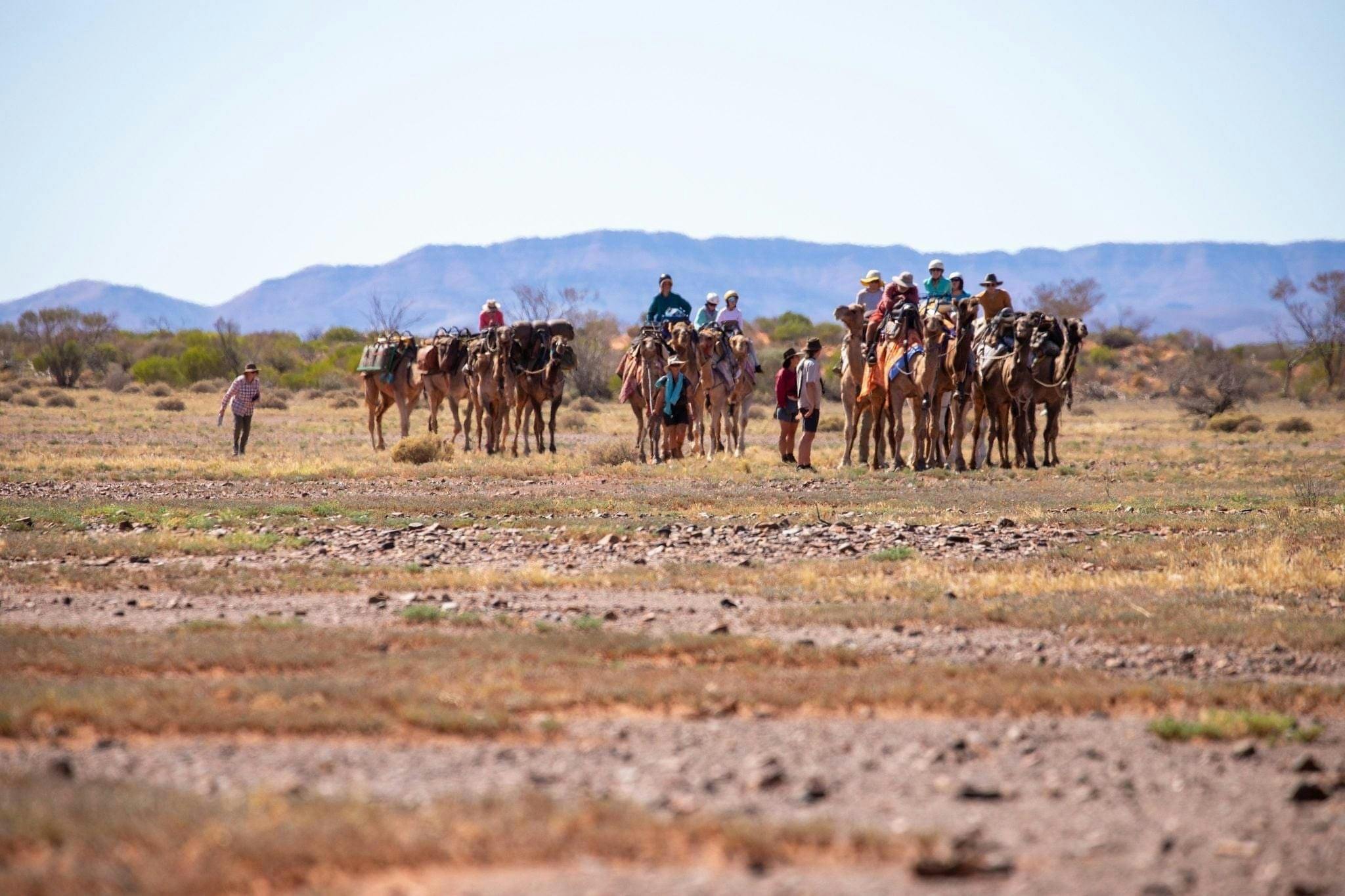 Camel Treks Australia Outback Safaris