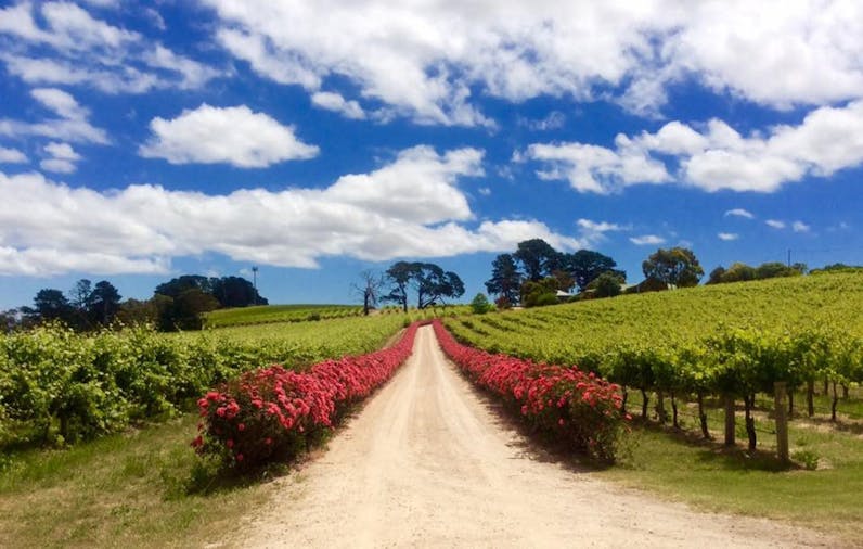 DogRidge Cellar Door Gallery