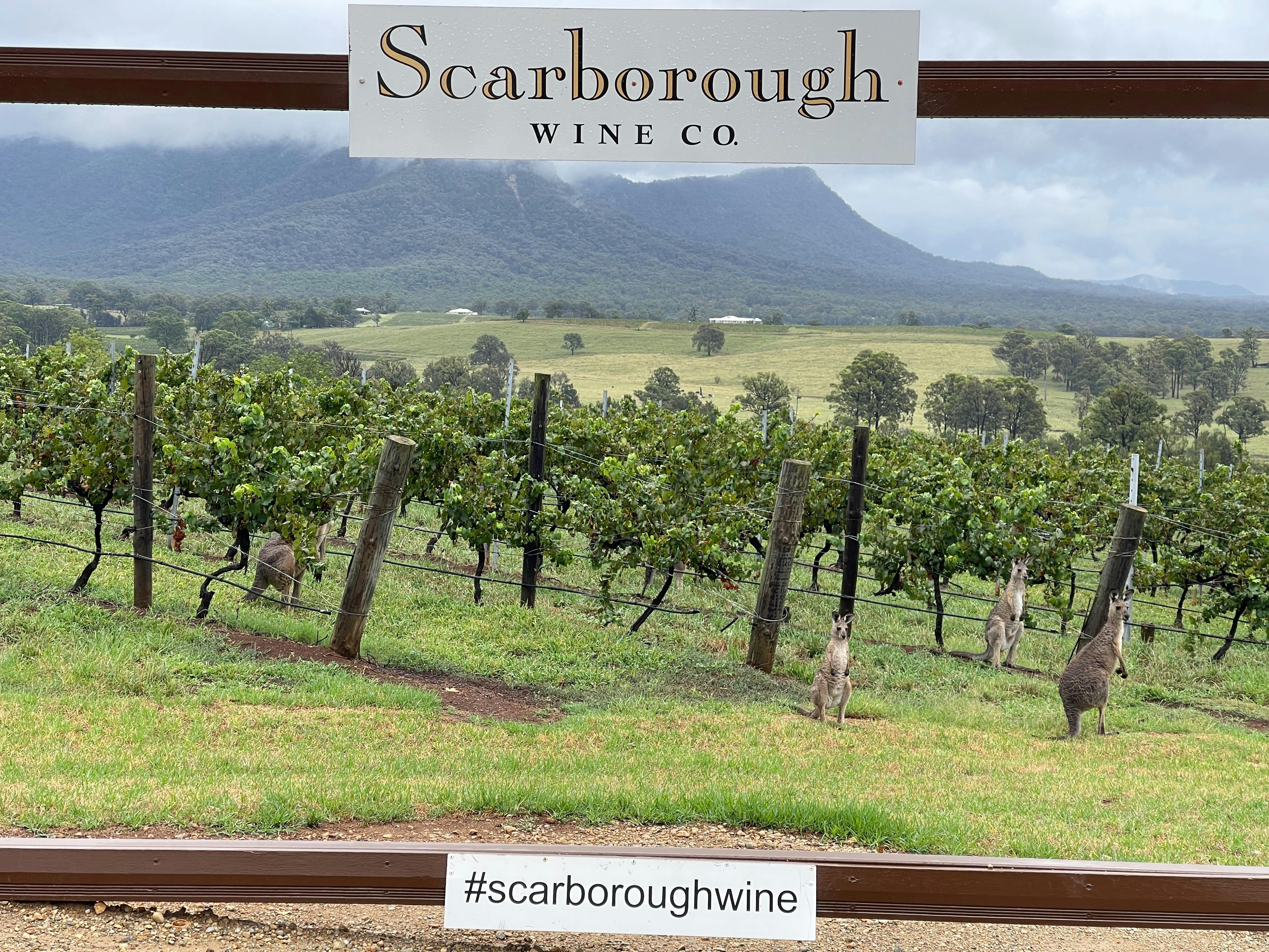 Vineyard Kangaroos