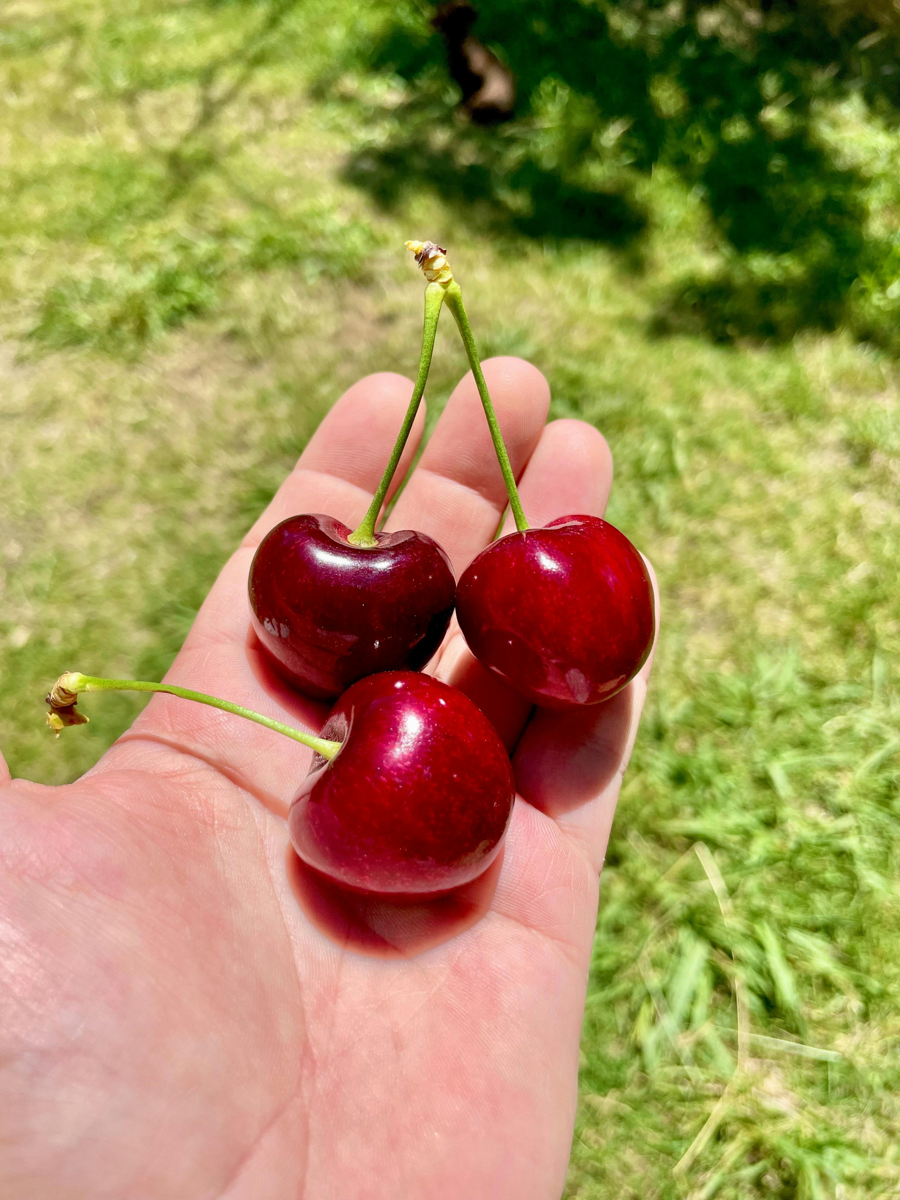 large Cherries in hand