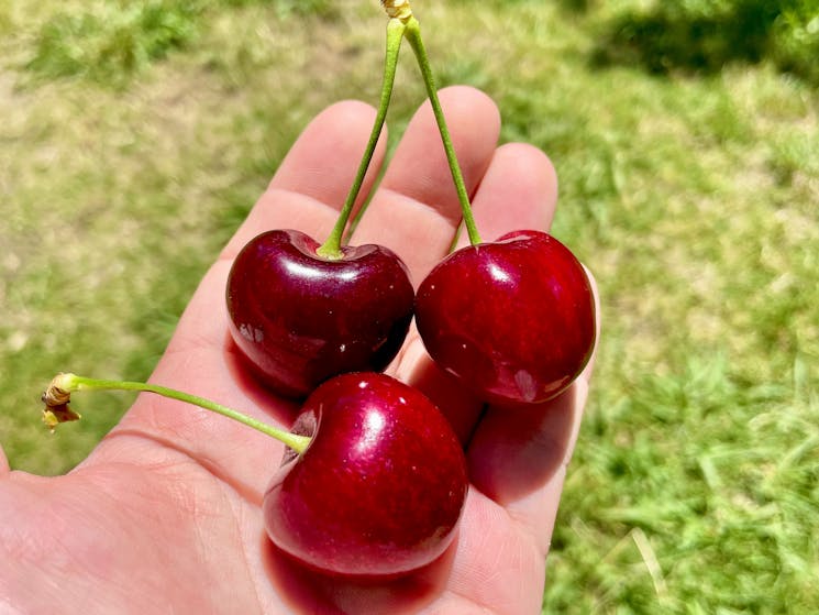 large Cherries in hand