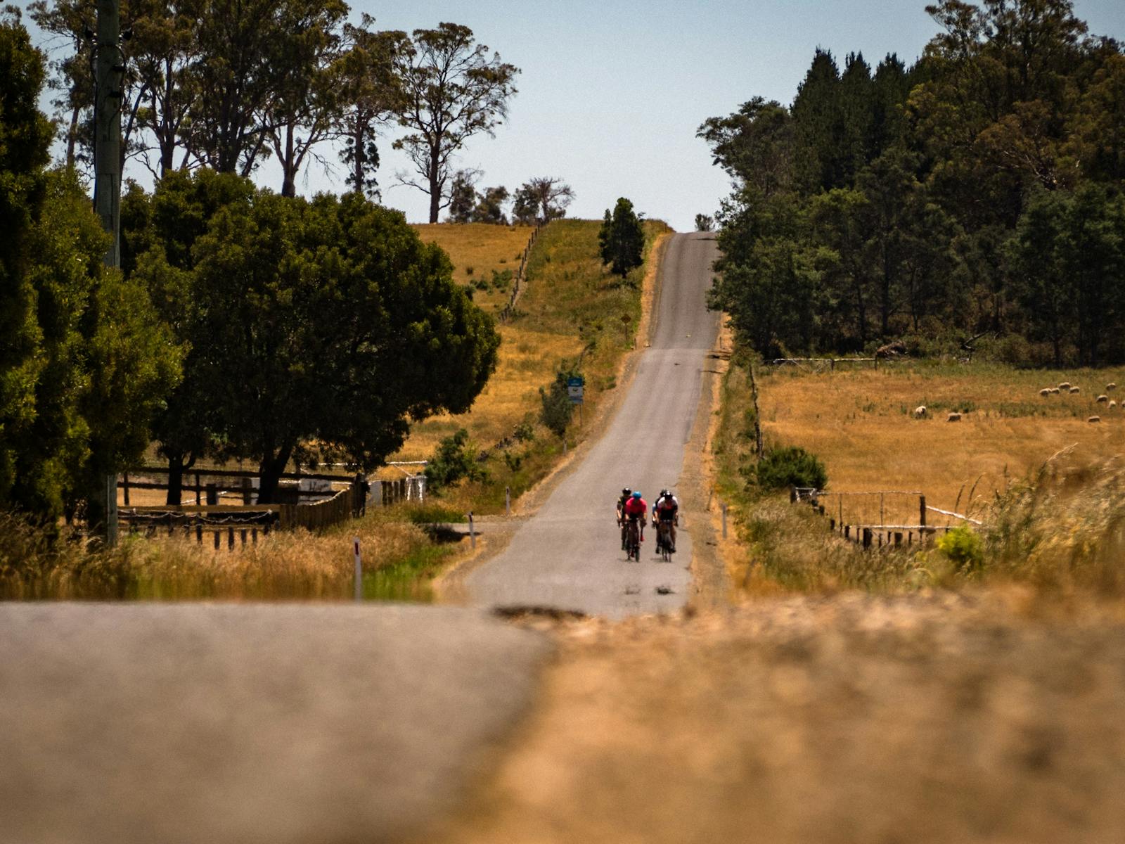 Cyclists on a country road