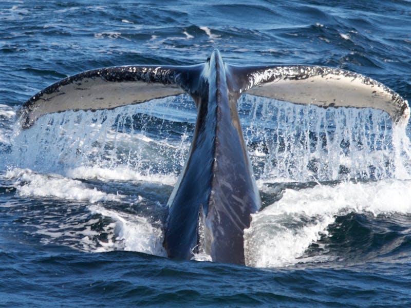 Go Whale Watching | Sydney, Australia - Official Travel & Accommodation