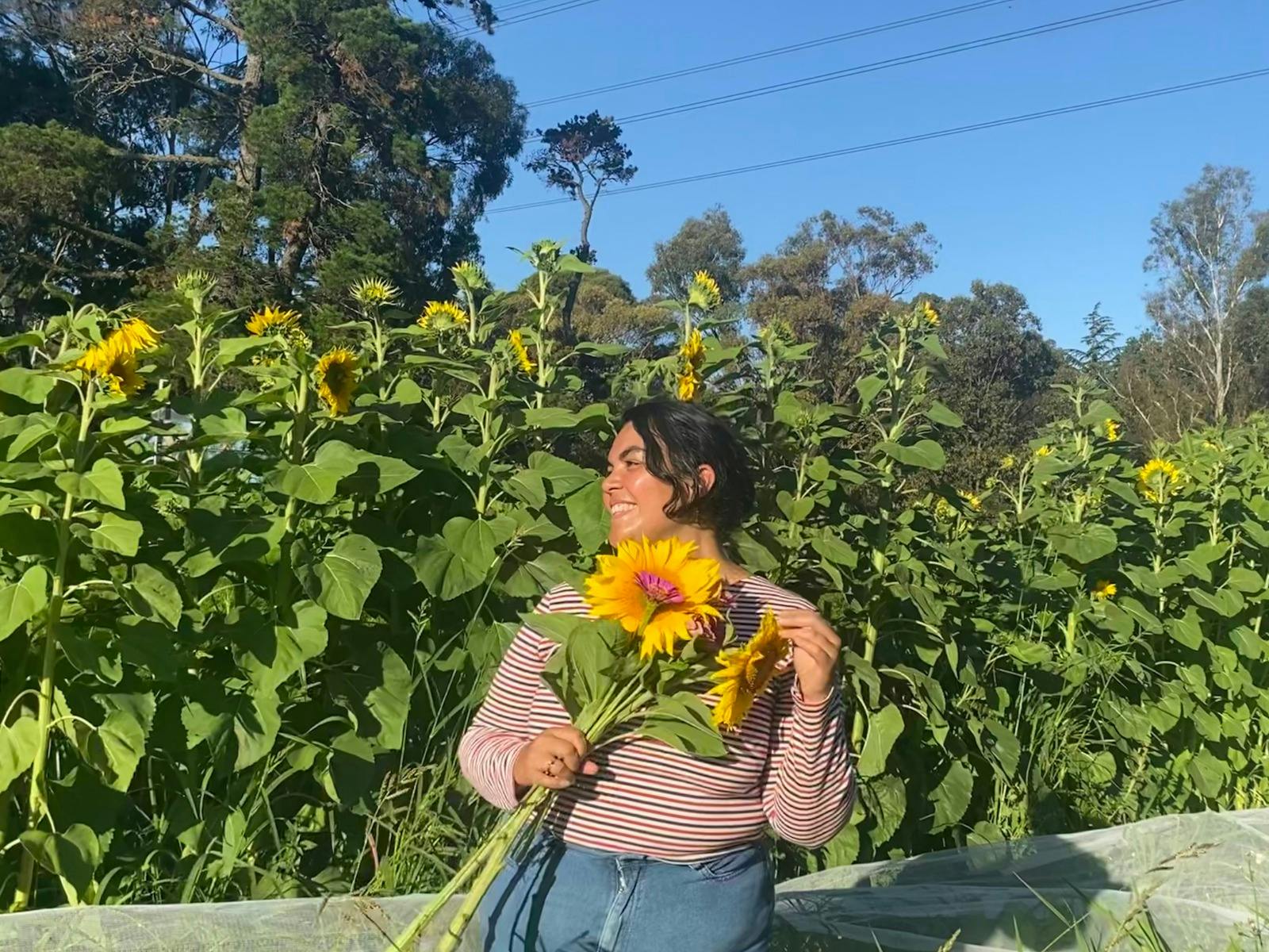 A smiling person holds a large bunch of sunflowers in front of a field of sunflowers.