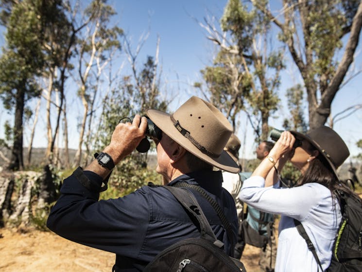Guests wearing wide brimmed hats holding binoculars looking for native birds in the gum trees above.