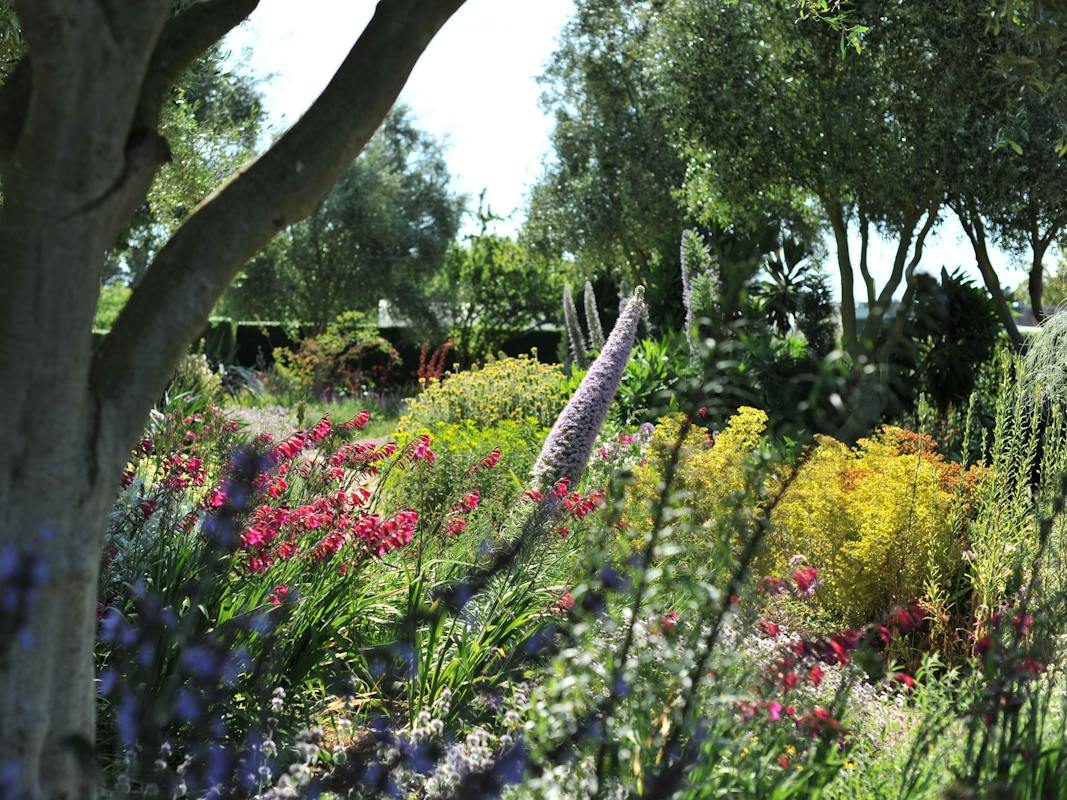 Lambley Nursery's Spectacular Dry Garden