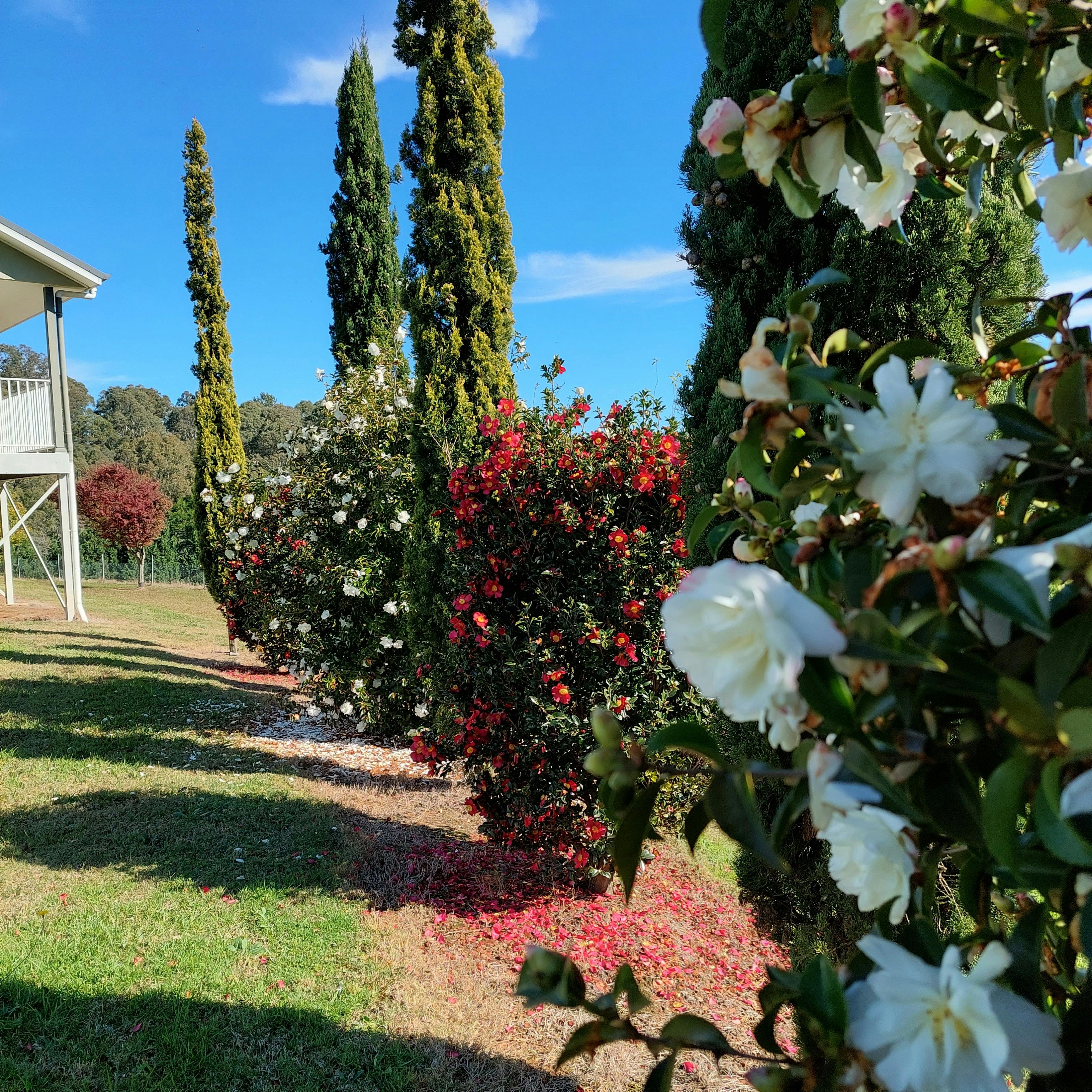 Enjoy the colours of Camellia, Rose and Magnolia