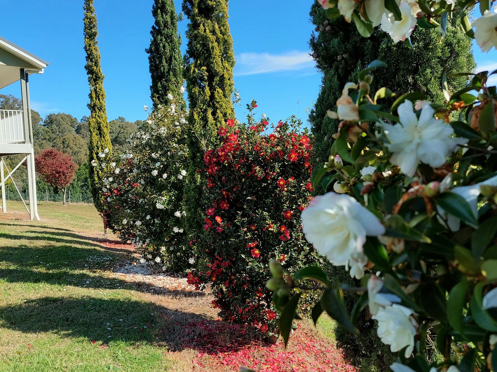 Enjoy the colours of Camellia, Rose and Magnolia