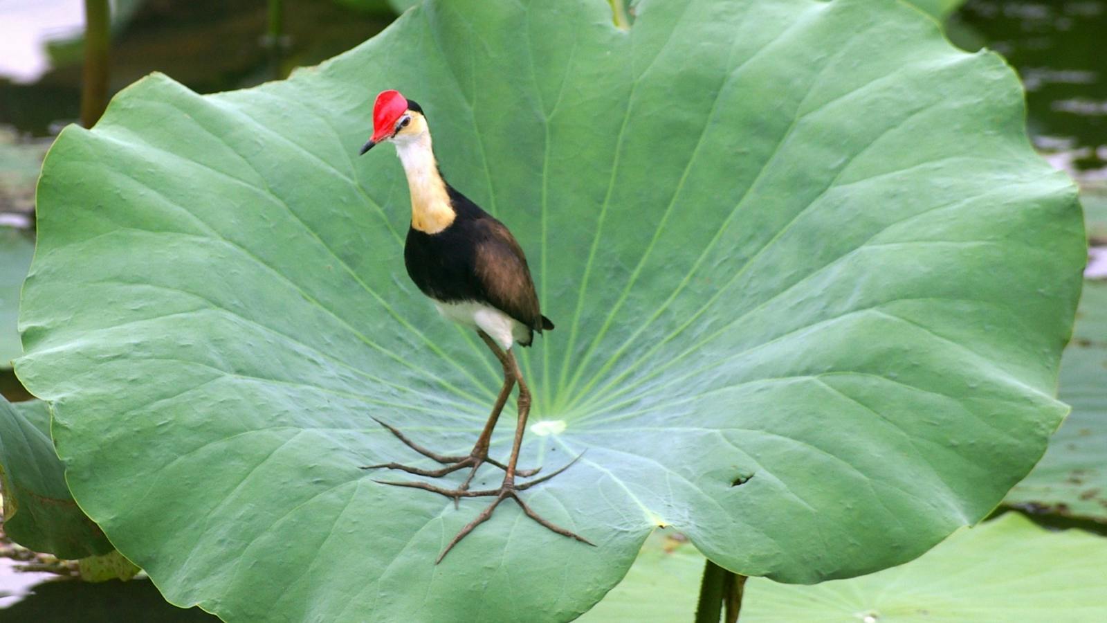 Jacana