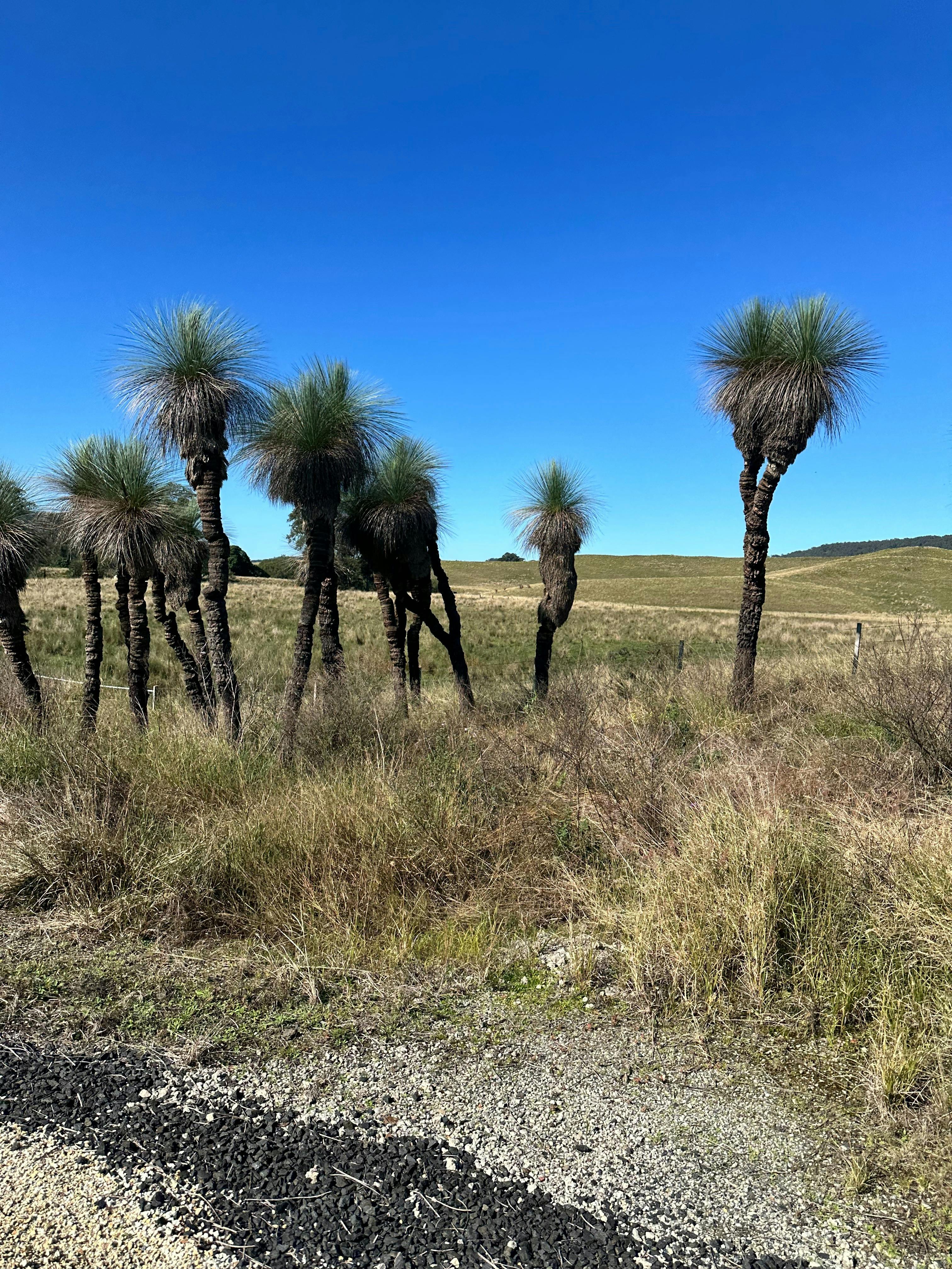 scenery on the rail trail lismore - Casino