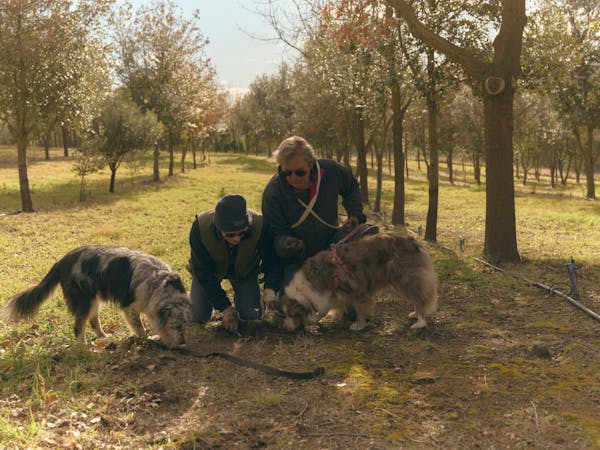 Truffle Farming - Hartley Truffles