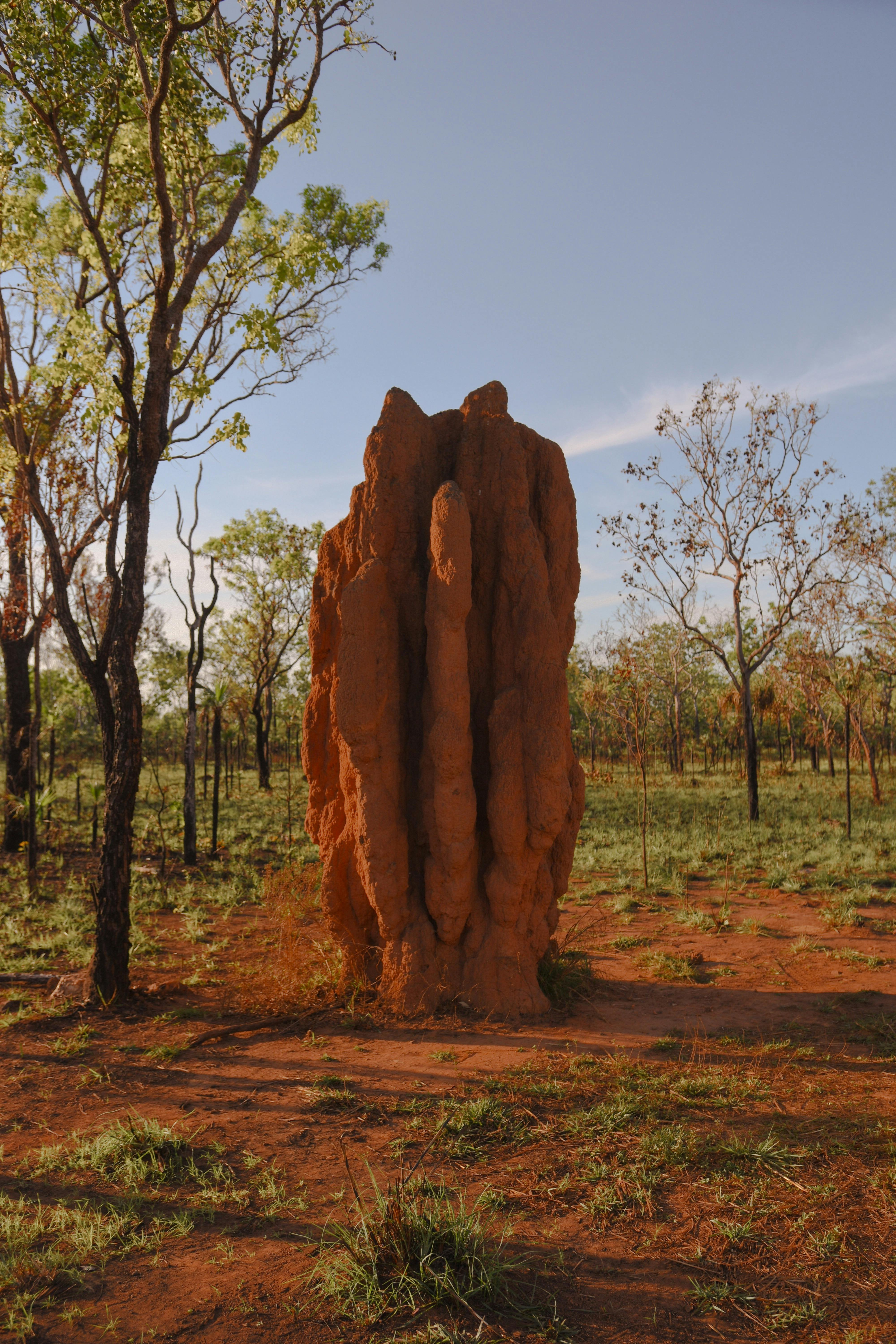 Cathedral Termite Mounds