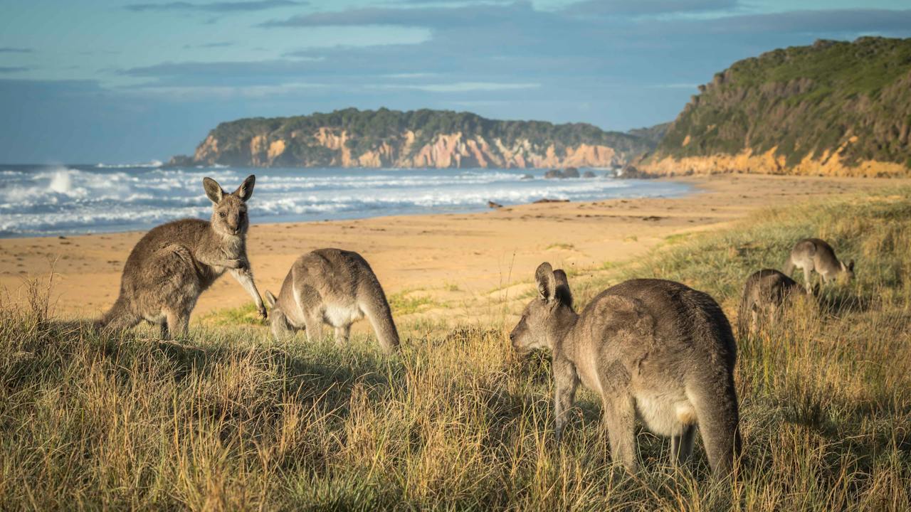 Gillards Beach