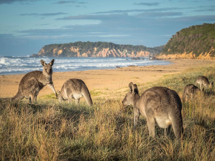 Gillards Beach, Mimosa Rocks National  Park, Tathra, Sapphire Coast