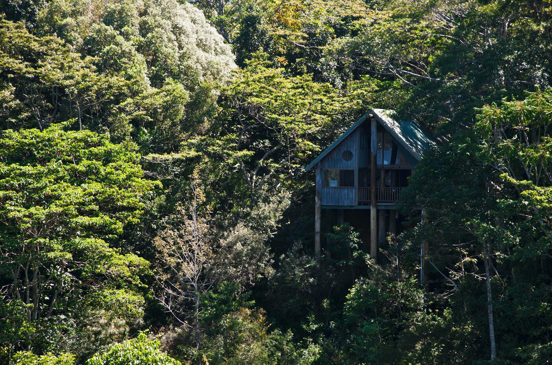 Treehouse in the rainforest