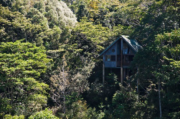 Treehouse in the rainforest