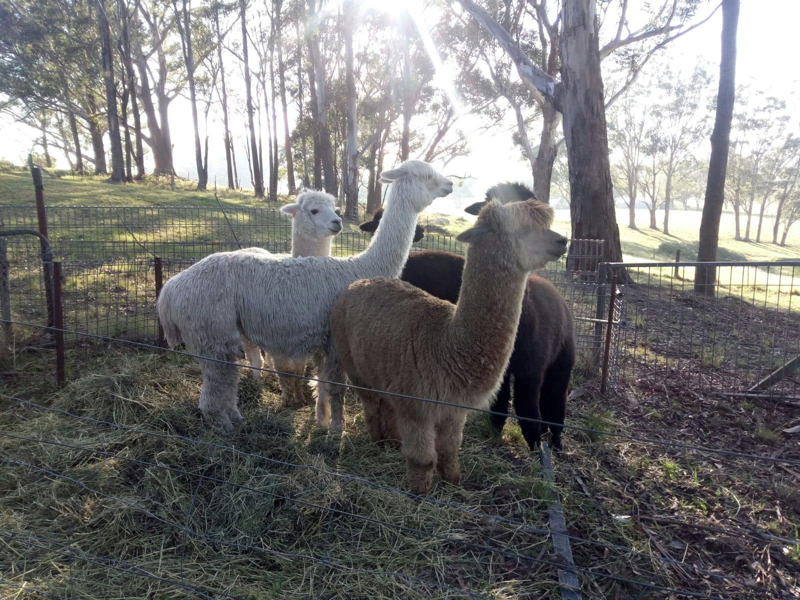 Feed our Alpacas