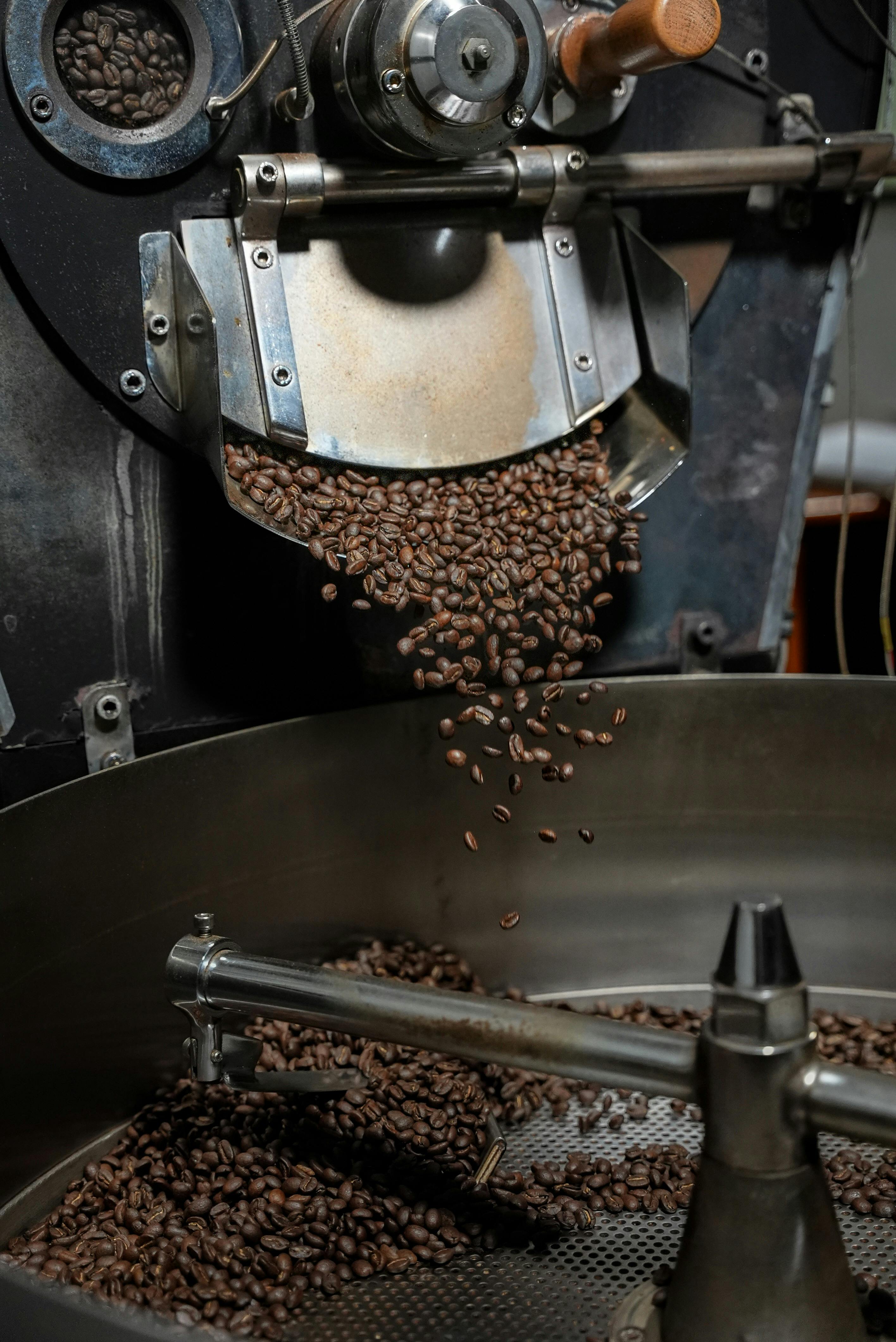 Roasted coffee beans pouring from the coffee roaster into a cooling tray.