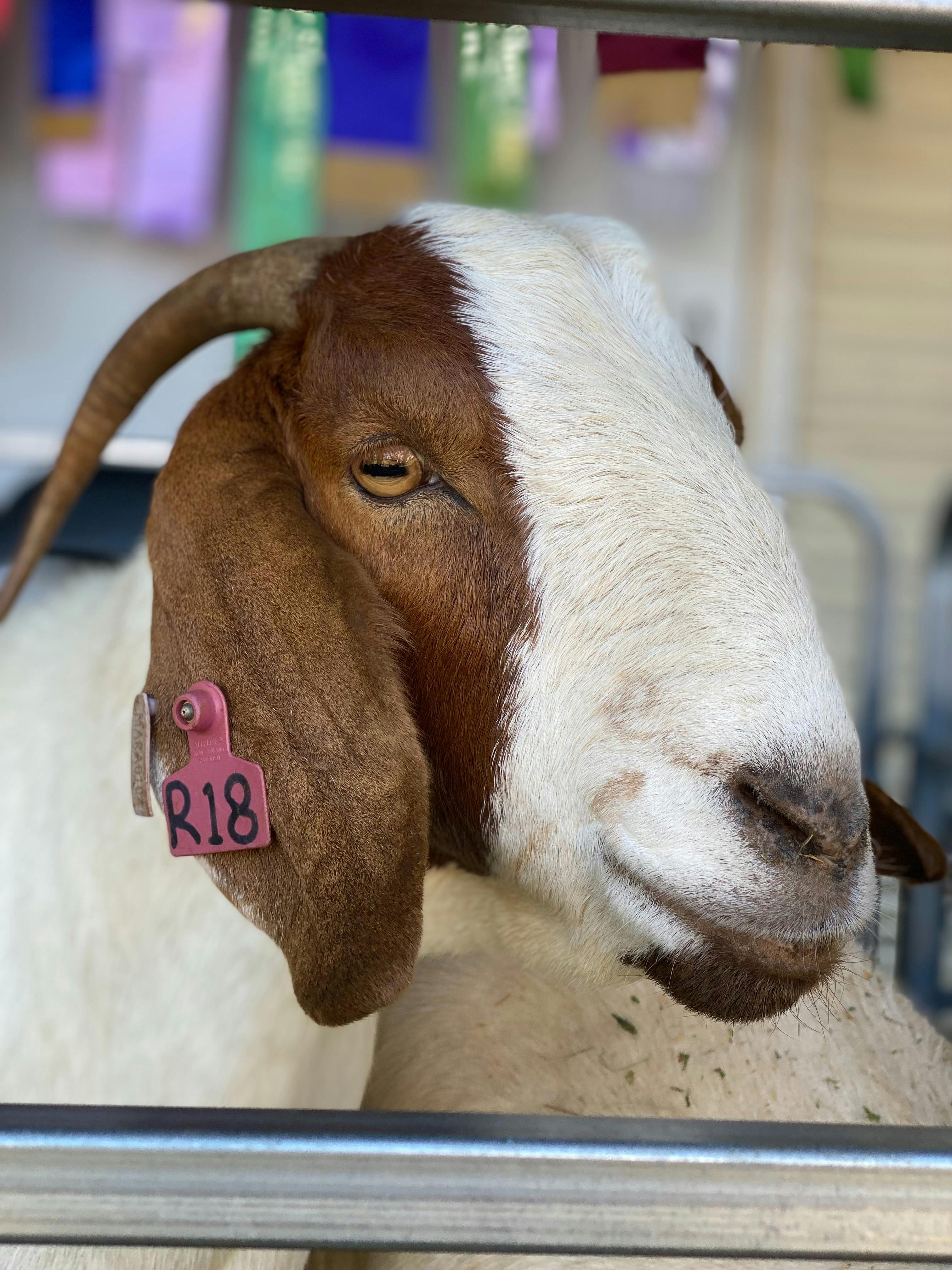 A Boer Goat on display