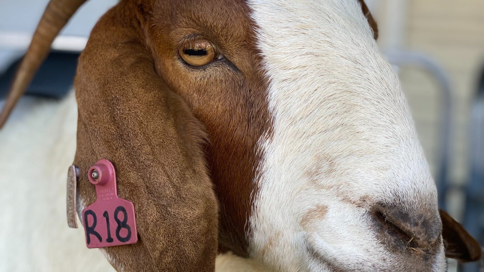 A Boer Goat on display