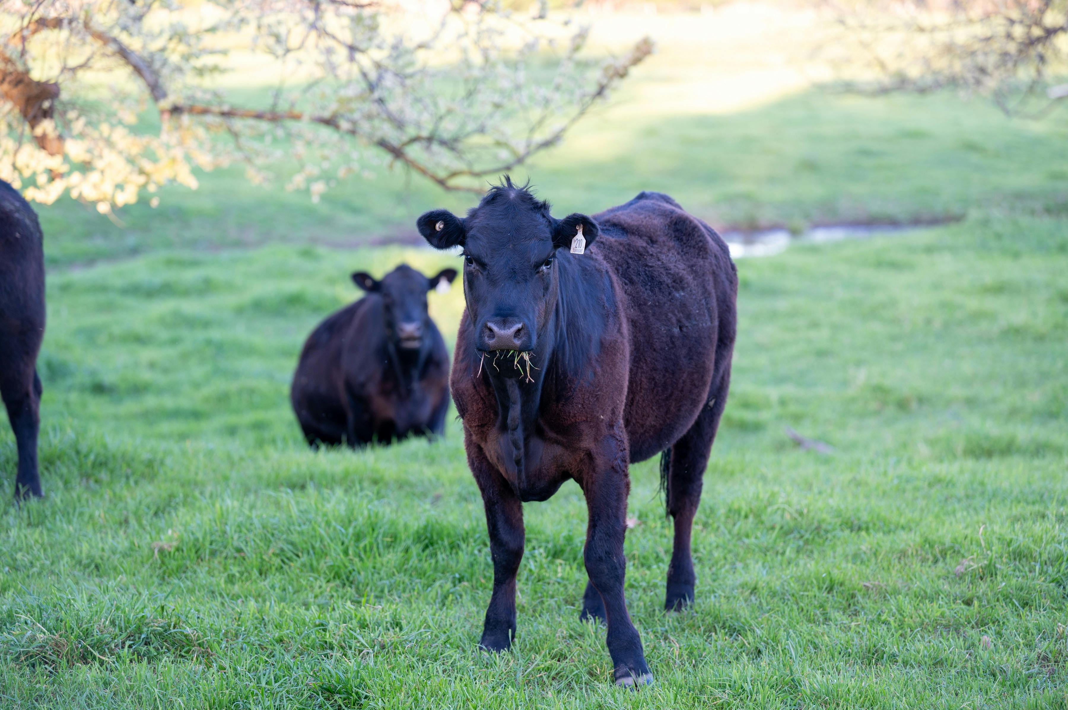 The Cottage at Dunmore Farm - luxury Victorian Farm Stay