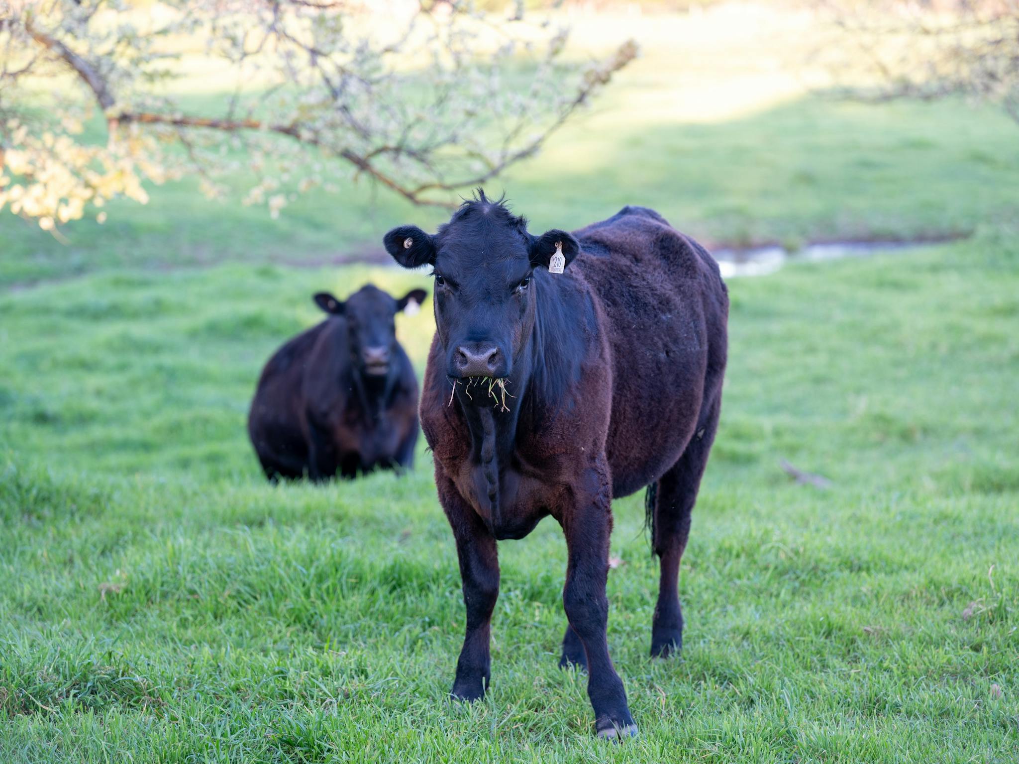 The Cottage at Dunmore Farm - luxury Victorian Farm Stay