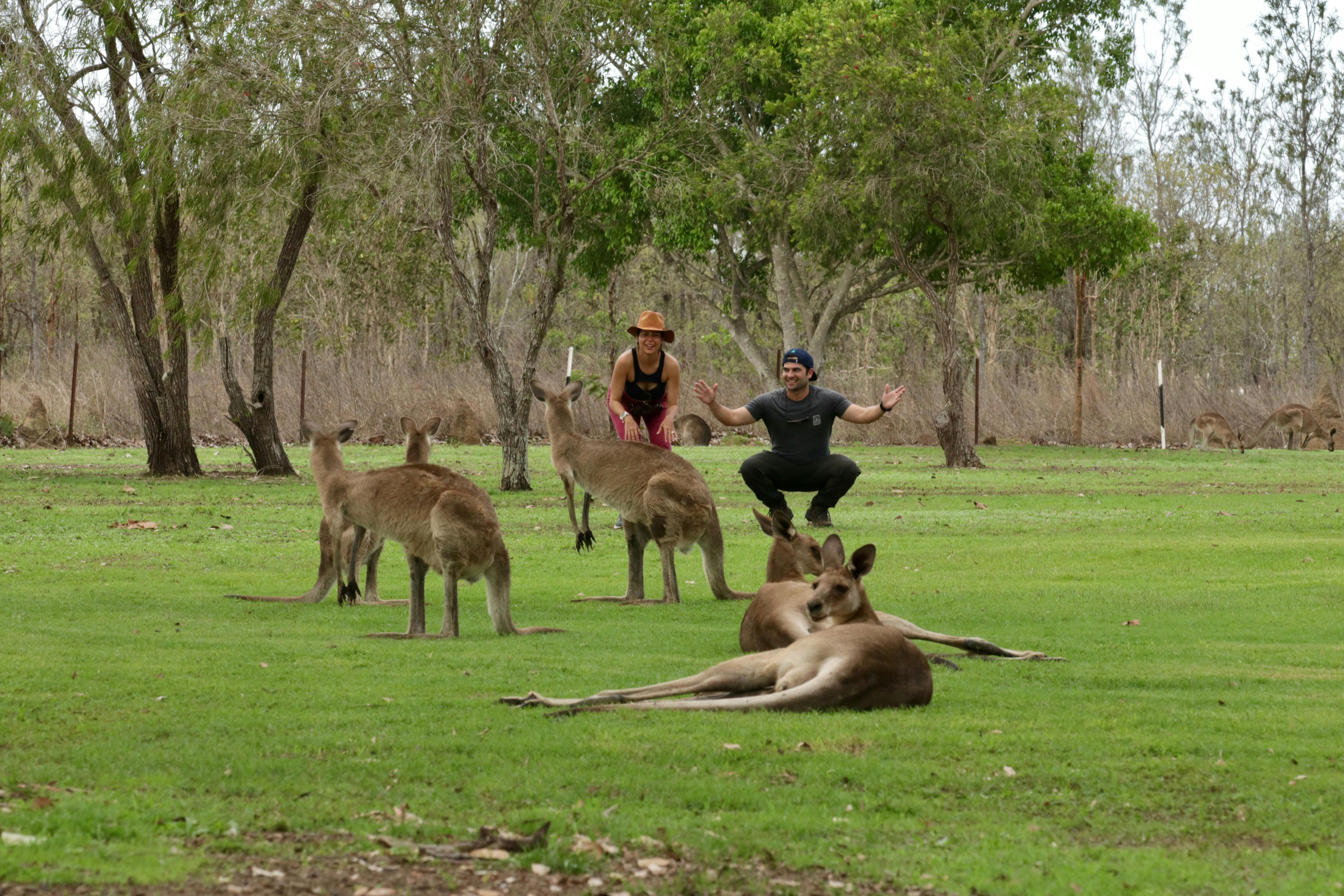 tourists pose behind a mob of eaters grey kangaroos